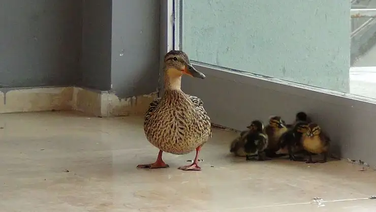 Yaban ördeği, yavrularını korumak için Kars Çayı'na bıraktı!