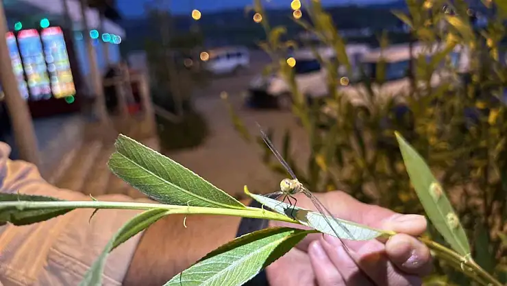 Yaprak üstünde duran yusufçuk Diyadin'de objektife takıldı