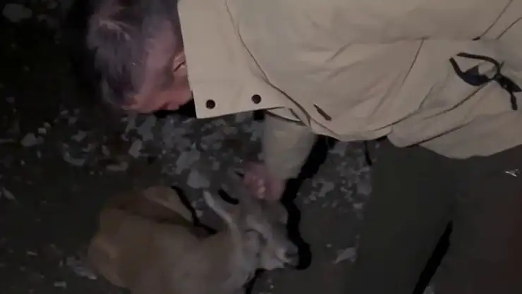 Yaralı dağ keçisi, duyarlı sürücüler sayesinde tedavi için kurtarıldı
