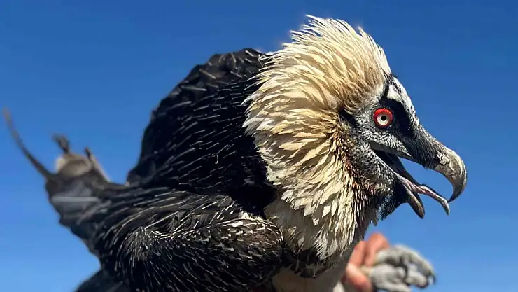 Yaralı yırtıcı kuşlar Van YYÜ'ye getiriliyor, tedavi sonrası doğaya salınıyor!