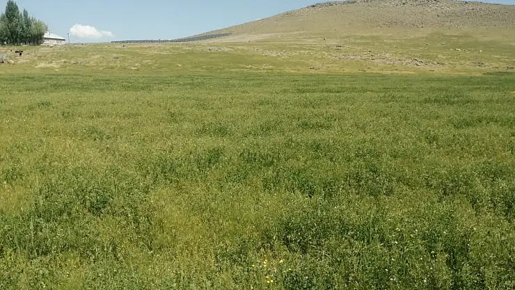 Yeşil Kurtlar Yonca Tarlalarını Sardı, Dedelili Çiftçi Kara Kara Düşünüyor!