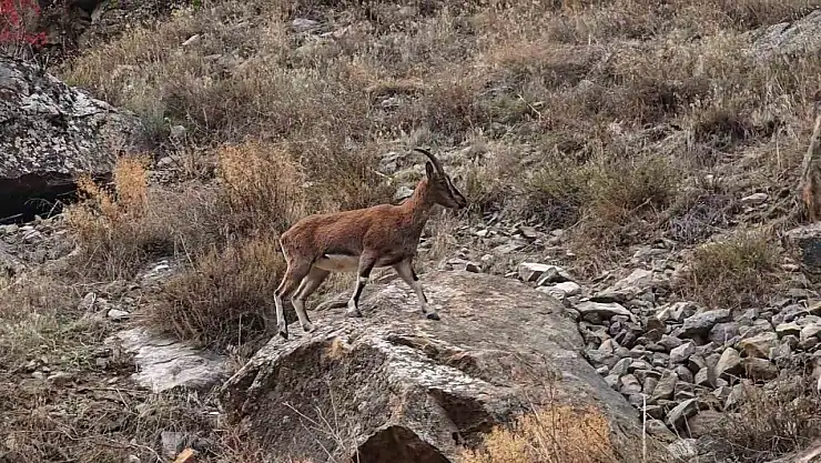 Yüksek rakımlardan inen dağ keçileri Erzurum'da ilgi odağı oldu
