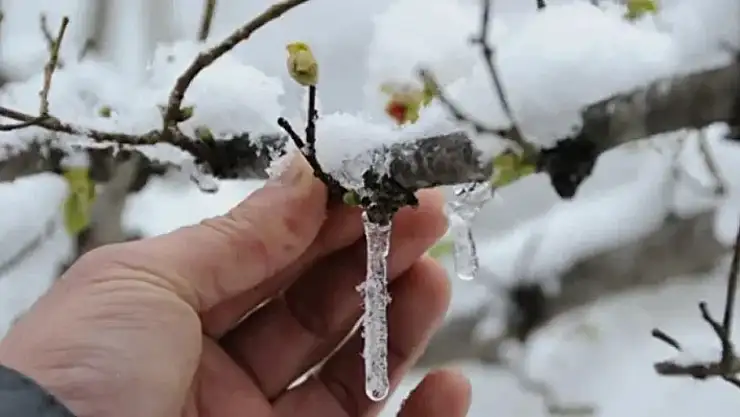 Zirai don desteği ne kadar yatacak, kimler yararlanacak? Zirai don ödemeleri hangi ürünleri kapsıyor?
