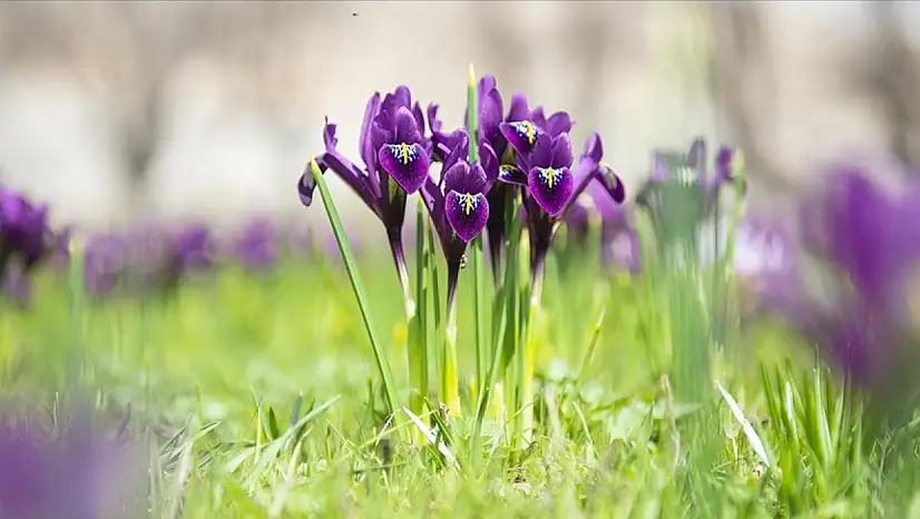 2026 için yasak ve kotaya tabi bitkiler açıklandı