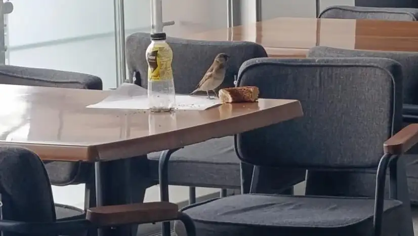 Ağrı'da soğuktan hastaneye sığınan serçeler, simit kırıntılarıyla beslendi