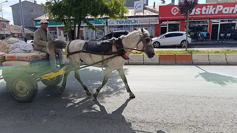 Ağrı'da yaz ayının gelişiyle at arabacıları yoğun mesaiye başladı