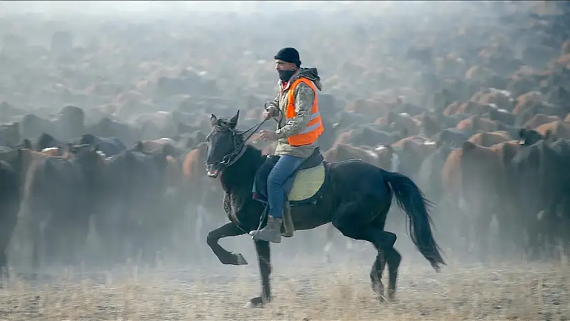 Ağrı Dağı eteklerinde atlı çobanlar sürüleri yılkı atlarıyla yönetiyor