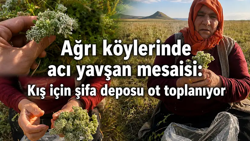 Ağrı köylerinde acı yavşan mesaisi: Kış için şifa deposu ot toplanıyor