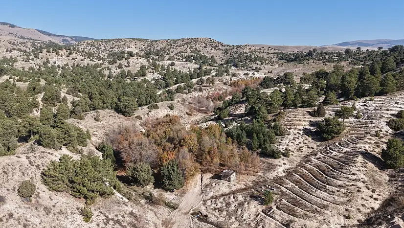 Ağrı'nın da dahil olduğu bal ormanı projesi büyüyor: Arıcılık için yeni fırsatlar doğuyor