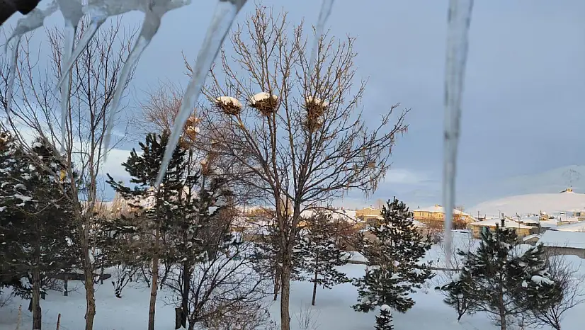 Ağrı'nın köylerinde kar altındaki kuş yuvaları dikkat çekti