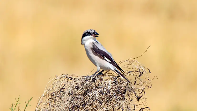 Ağrı ve Iğdır'ın ortak değeri: Aras Dağlarındaki sulak alan kuşlara yuva oldu