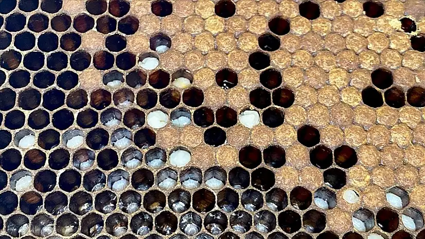 Arı zehri tedavide özel teknikle uygulanıyor