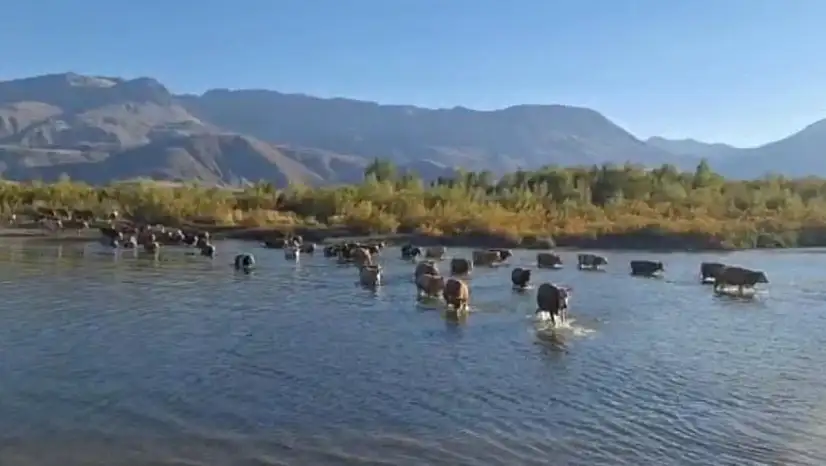 Bir ilden daha korkutan görüntüler! Sular çekildi, hayvanlar nehri yürüyerek geçti