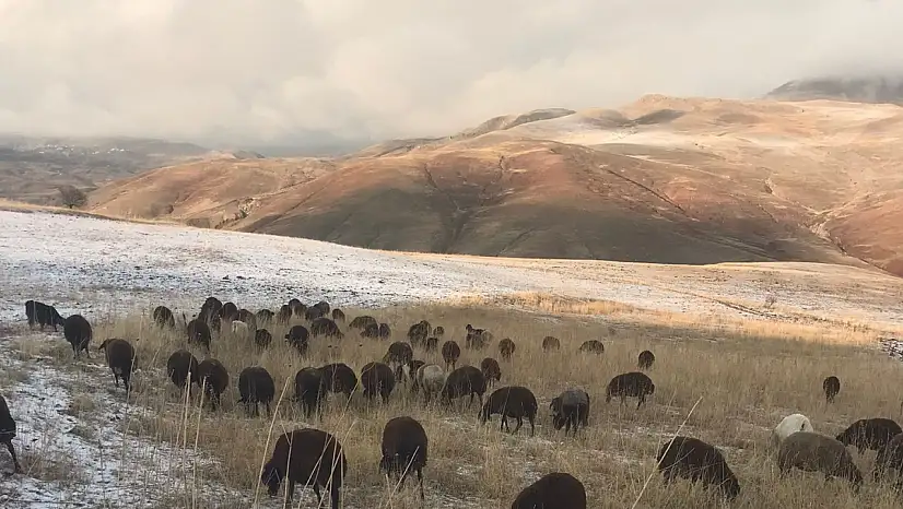 Dede Maksut Köyü'nde hayvanlar kış ayında otlanmaya devam ediyor