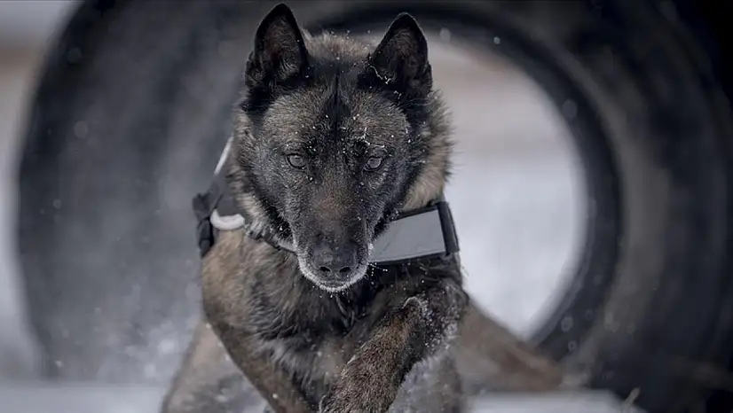 Dedektör köpekler Doğu Anadolu'nun güvenliği için görevde