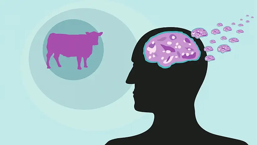 Deli Dana Hastalığı Nedir, Belirtileri Neler?