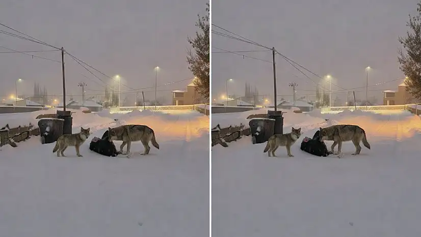 Diyadin'de karla kaplı sokakta kurtlar görüntülendi