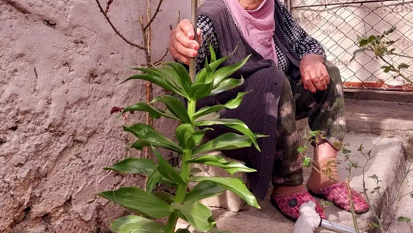 Diyarbakır'da 90 yaşındaki kadın eşinin hatırası ters lalelere gözü gibi bakıyor