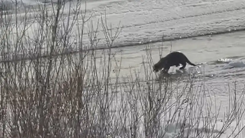 Doğanın gizli sakinleri Taşlıçay'da görüntülendi