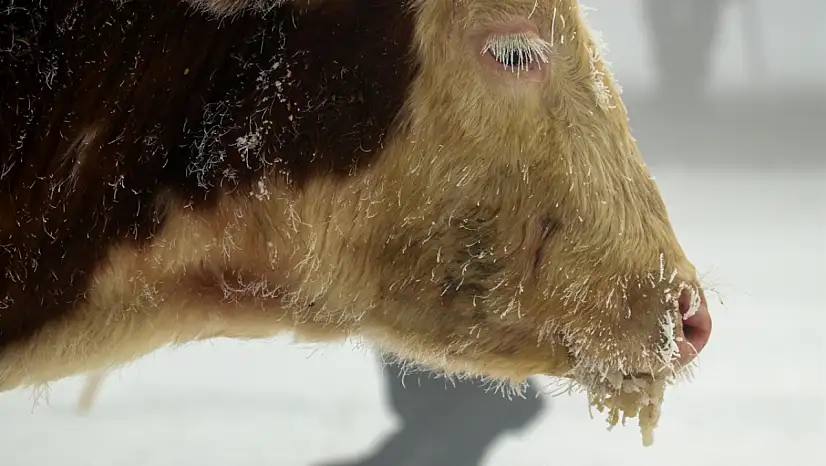 Doğu buz kesti: Ağrı merkezli 5 ilde yaşam eksiye düştü