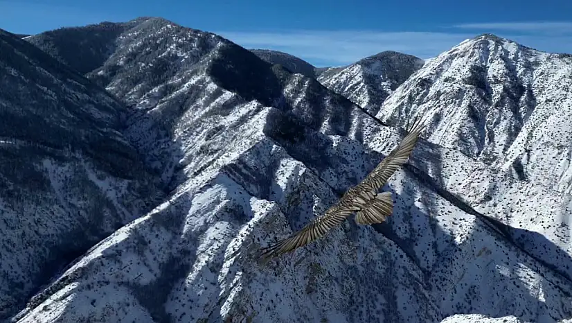 Dronla yan yana uçan dev yırtıcı şaşkınlık yarattı