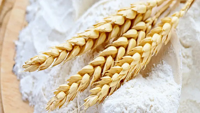 EKMEKLİK BUĞDAY UNU SATIN ALINACAKTIR