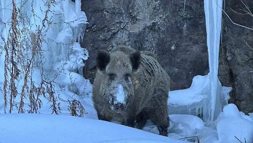 Eleşkirt'te köy yolunda yaban domuzu görüldü