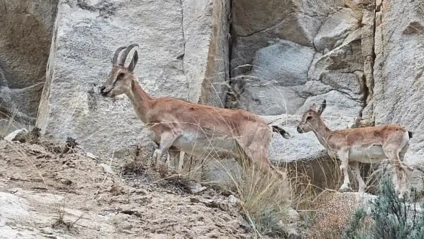 Erzurum'da Dağ Keçileri Yavrularıyla Görüntülendi, Doğanın Güzellikleri Kamerada!