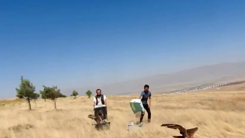 Erzurum'da Tedavi Edilen İki Kızıl Şahin Doğaya Kavuştu