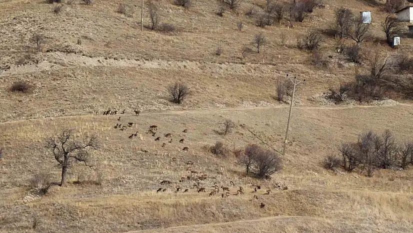 Erzurum'da Yaban Keçisi Popülasyonu İçin Envanter Çalışmaları Başladı