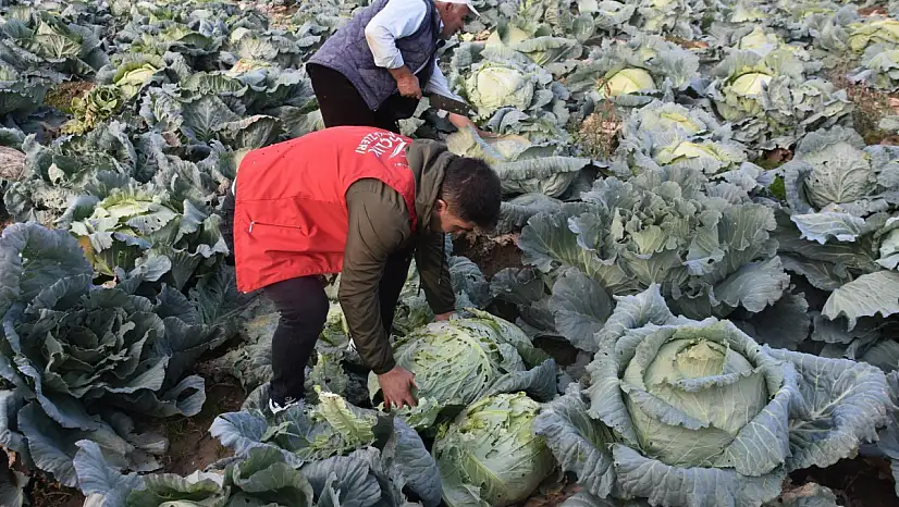 Gençlerle Lahana Hasadı Heyecanı