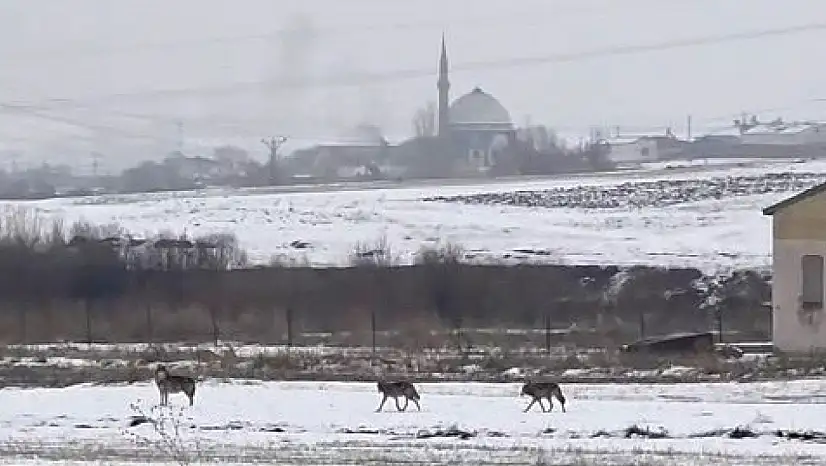 Gündüz vakti Kars'ta evlere inen kurt sürüsü, öğrencileri tedirgin etti!