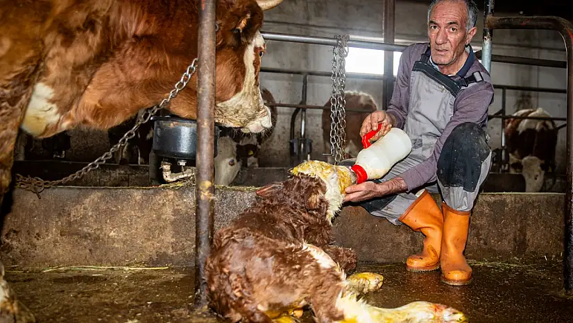 Hayvancılığı bırakmanın eşiğindeydi, destekle üretimi üçe katladı