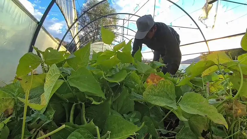 İspir fasulyesi, dünya mutfaklarında tanınan 'beyaz altın' olarak ün kazandı!