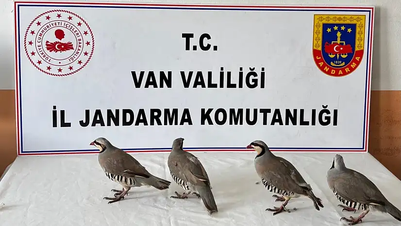 Jandarmanın durdurduğu araçta, bagajdan keklik çıktı