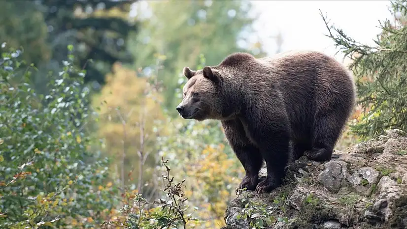 Japonya, ayı saldırılarına karşı yapay zeka çözümü geliştiriyor
