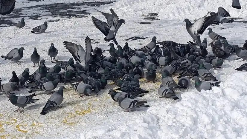 Karlı sabahın sessiz misafirleri esnafı bekledi