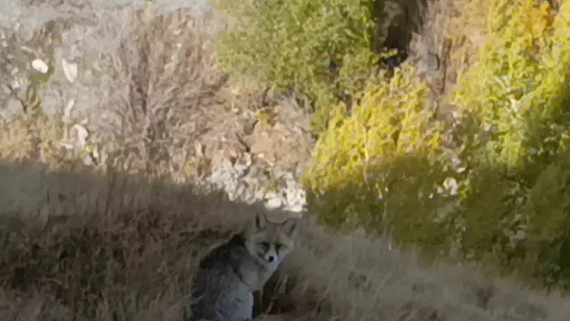 Kars Kalesi'nde yiyecek arayan kızıl tilki kameralara yakalandı