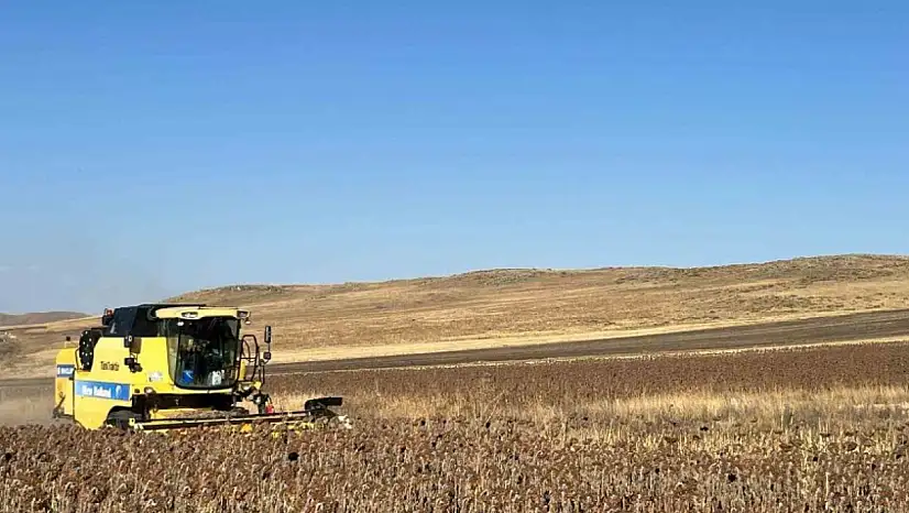 Kars'ta Ayçiçeği Hasat Dönemi Resmen Başladı!