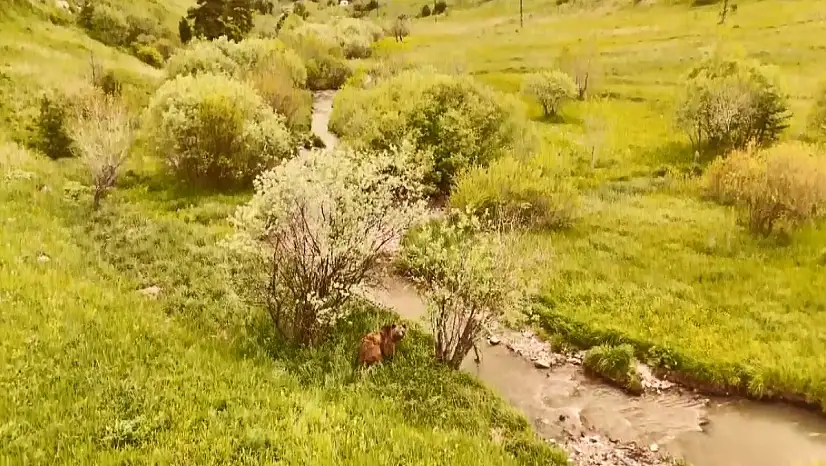 Kars'ta Havadan Görüntülenen Boz Ayı Doğanın Hakimi Olarak Ortaya Çıktı!
