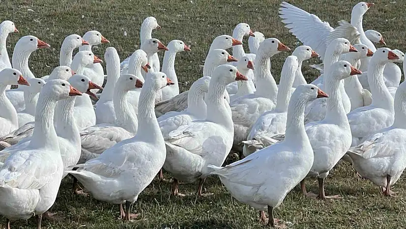 Kars'ta kaz kesim sezonu başladı, kış sofralarının vazgeçilmezi hazır!