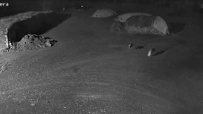 Kars'ta ürküten gece: Kurtlar köpeği böyle götürdü