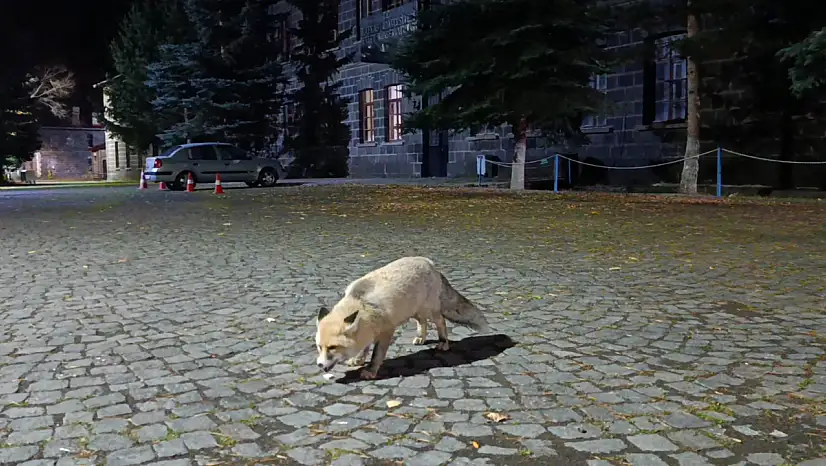 Kars'ta Vatandaş Tilkiyi Besleyerek Unutulmaz Anlar Yaşadı