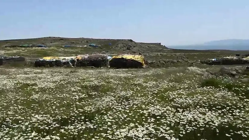 Kars'taki Köylüler Yayla Hazırlıklarını İş Birliğiyle Yapıyorlar