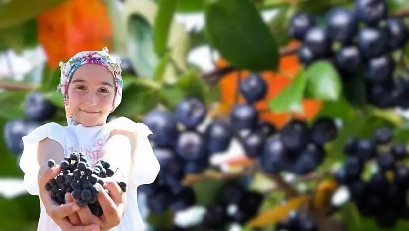 Kilosu 1000 liraya satılıyor, sağlığa faydaları dikkat çekiyor! Bu bitkiyi eken para kazanıyor: İlk hasat başladı