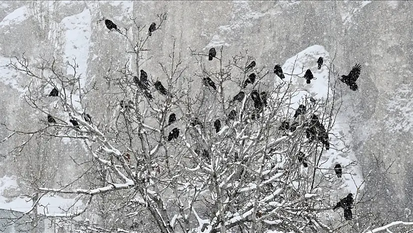 Kış ortasında iki uç nokta: Don ve yaz havası