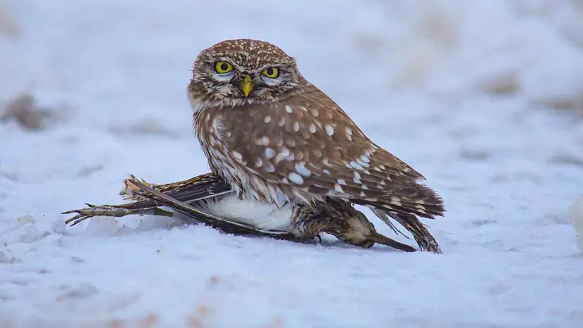 Kış şartları kukumavı gündüze çıkardı