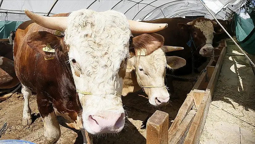Kurban Bayramı'nda 3 milyondan fazla hayvan kesildi