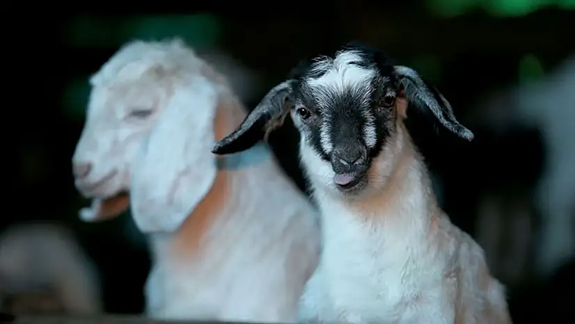 Kuzu oğlak desteği ne zaman yatacak 2026?