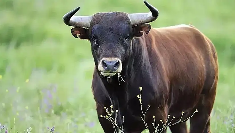Mahallede korku dolu anlar! Kesileceğini anlayan boğa kasabın elinden kaçtı